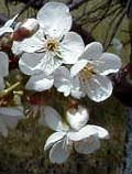 Picture of cherry bloom