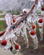 Photo of a frozen cherry tree