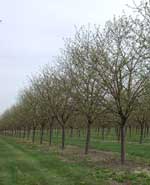 Photo of a cherry orchard