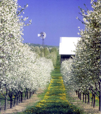 Picture of a cherry orchard. Fully bloomed cherry trees.