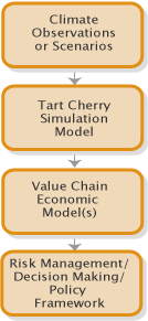Diagram of Tart Cherry Models: There are four boxes in the diagram. Each box contains a model. From the top, the text on each box reads: Climate observations or scenarios, Tart cherry simulation model, Value chain economic model(s), and Risk Management descision making policy framework.