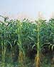 Picture of a corn farm